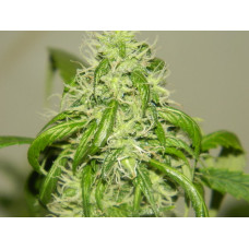 Сорт каннабиса auto fem Bad Azz Kush - 100% мощный эффект чистой индики 