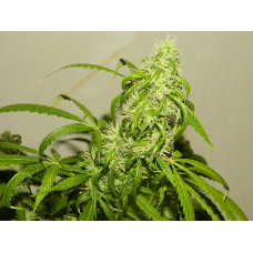 Amnesia Haze автоцветущие сорта Gold Seeds. Сатива 70%, сильная марихуана