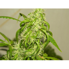 Auto fem Black Widow