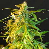 auto  AK 47 